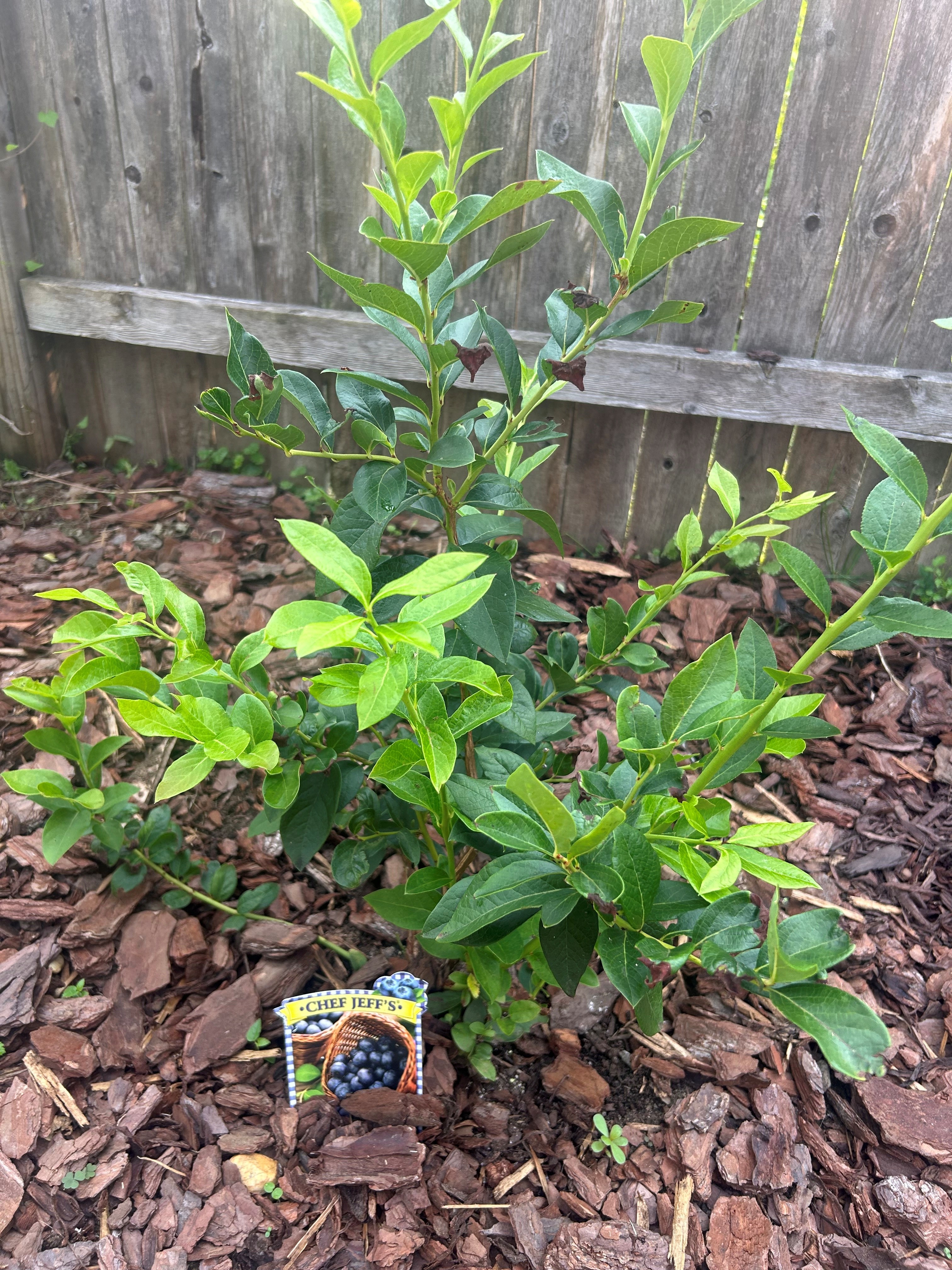 Blueberry bush growing in a backyard