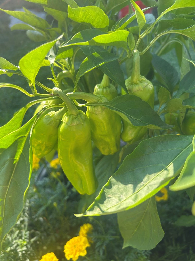 Cubanelle peppers growing on a pepper plant in a home vegetable garden.
